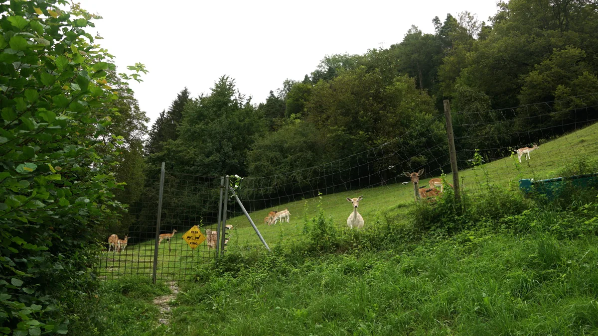 Man sieht Damhirsche in einem Gehege.