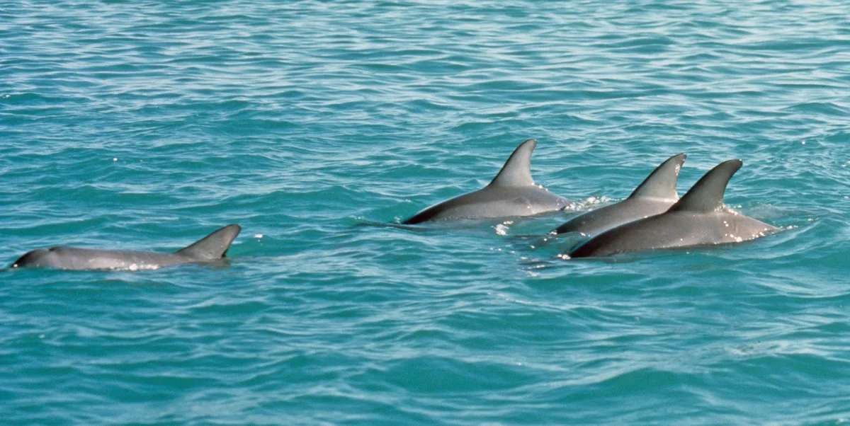 Man sieht mehrere Delfine im Meer bei Shark Bay, Australien.