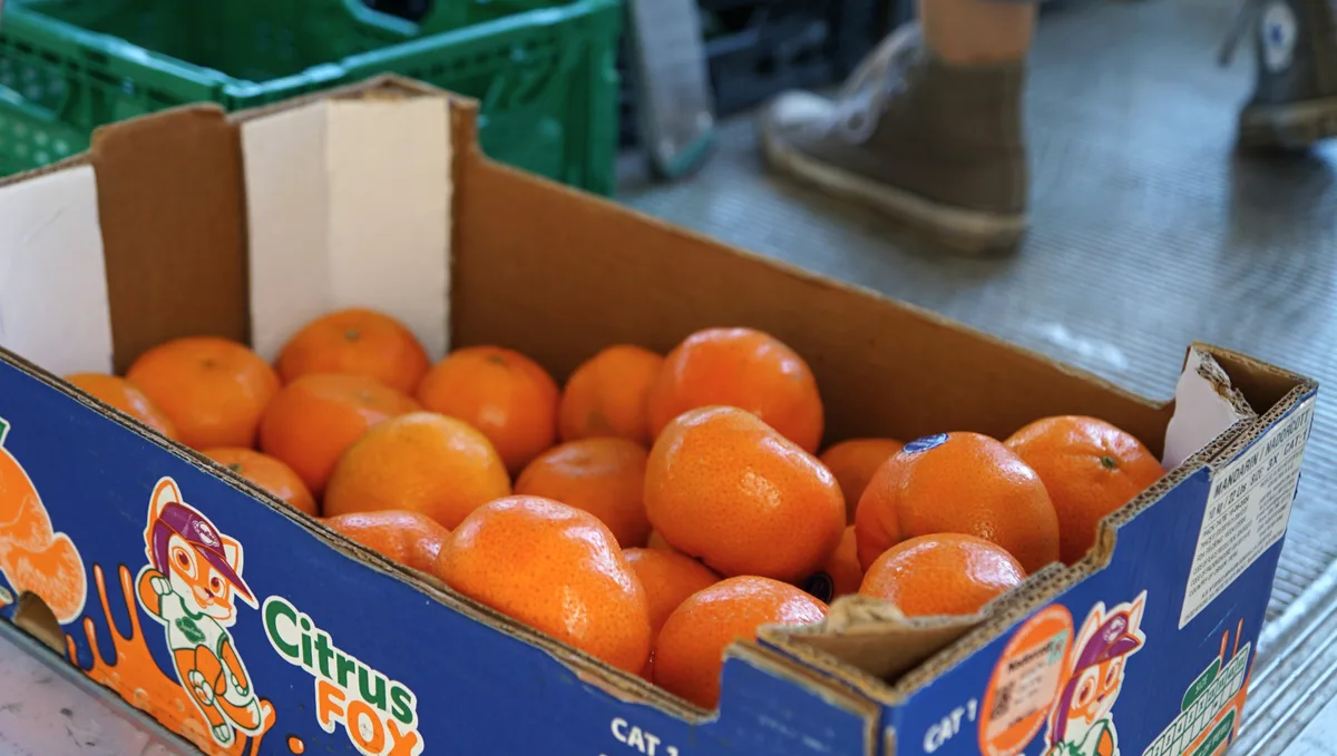 Mandarinen in Karton