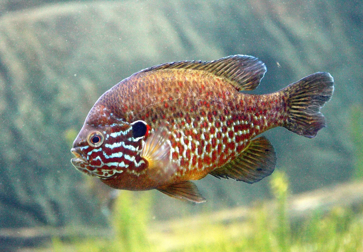 Bild eines Sonnenbarschs in einem Aquarium.