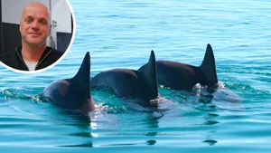 22324340-1 Michael Krützen aus Kollbrunn erforscht seit 25 Jahren in Australien Delfine.