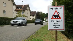 ONLINE ONLY Dem Verkehr auf der Bolsternstrasse fallen trotz Warnschild viele Katzen zum Opfer – eine Petition will die Strasse für Mensch und Tier sicherer machen. ONLINE ONLY Dem Verkehr auf der Bolsternstrasse fallen trotz Warnschild viele Katzen zum Opfer – eine Petition will die Strasse für Mensch und Tier sicherer machen.
