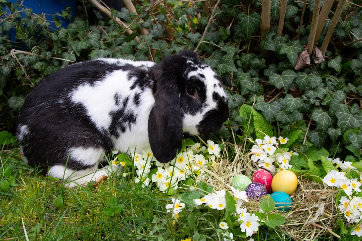 Der Osterhase mit Osternest Der Osterhase mit Osternest