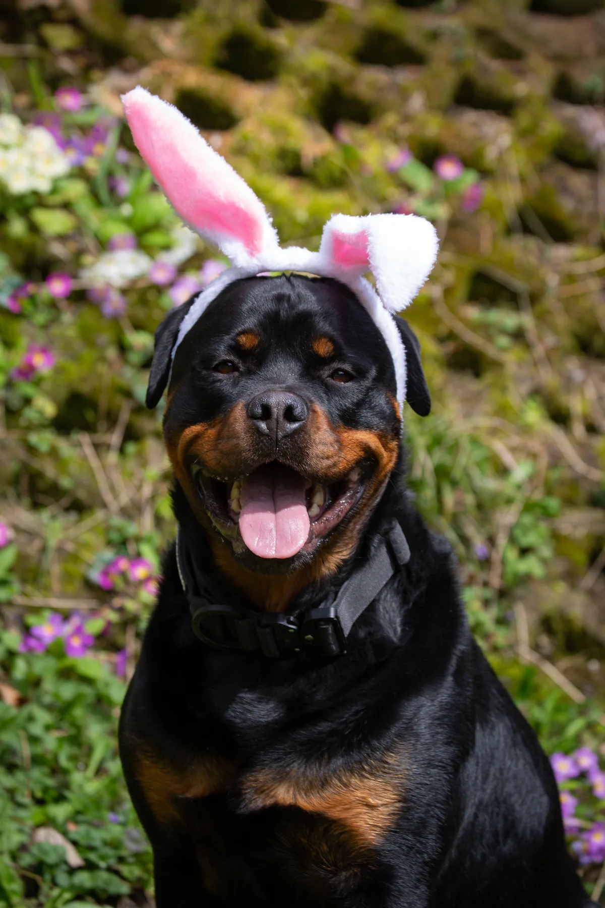 Auch dieser Hund versuchte sich als Osterhase. Ob das mit dem Eierverstecken wohl gut geklappt hat? Osterhase mal anders
