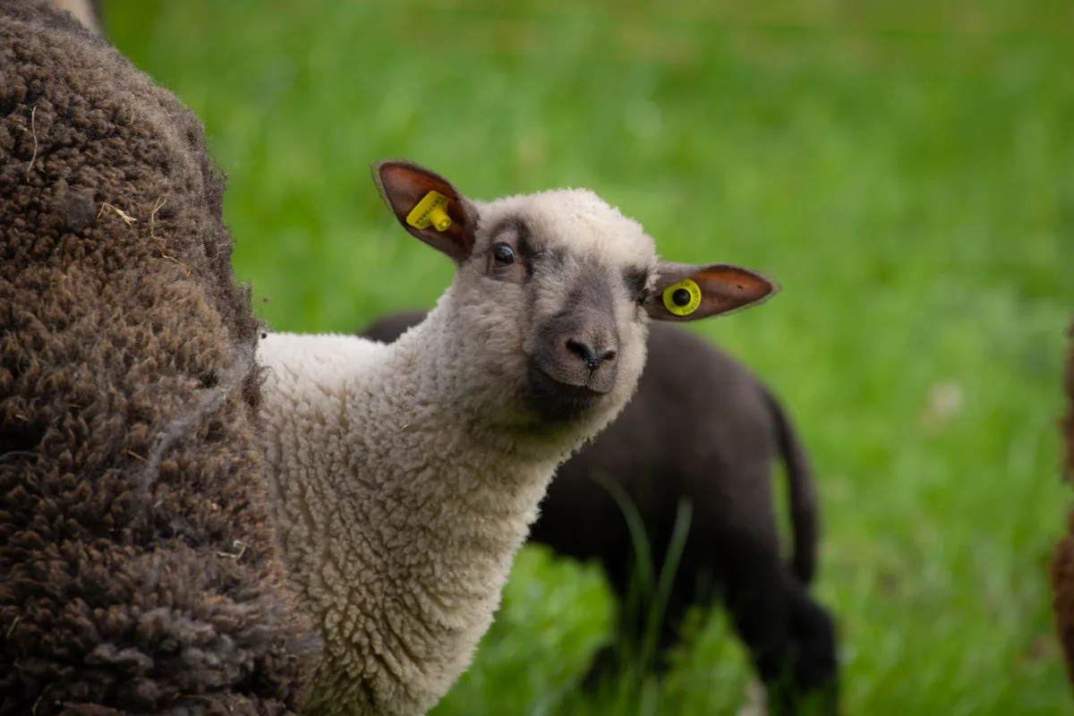 Wer guckt denn da? Dieses Osterlamm landete nicht auf dem Teller und darf das Leben auf der grünen Wiese weiter geniessen. Osterlamm freut sich, dass es noch lebt.