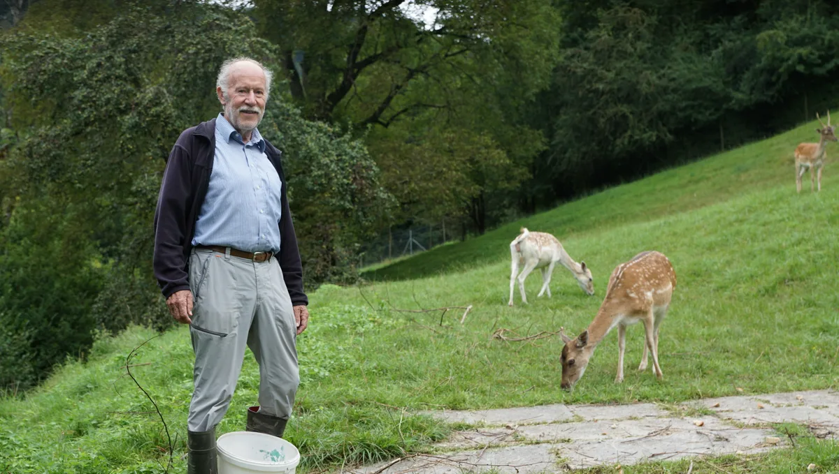 Peter Kyburz hält seit fast 40 Jahren Damhirsche hinter seinem Haus.