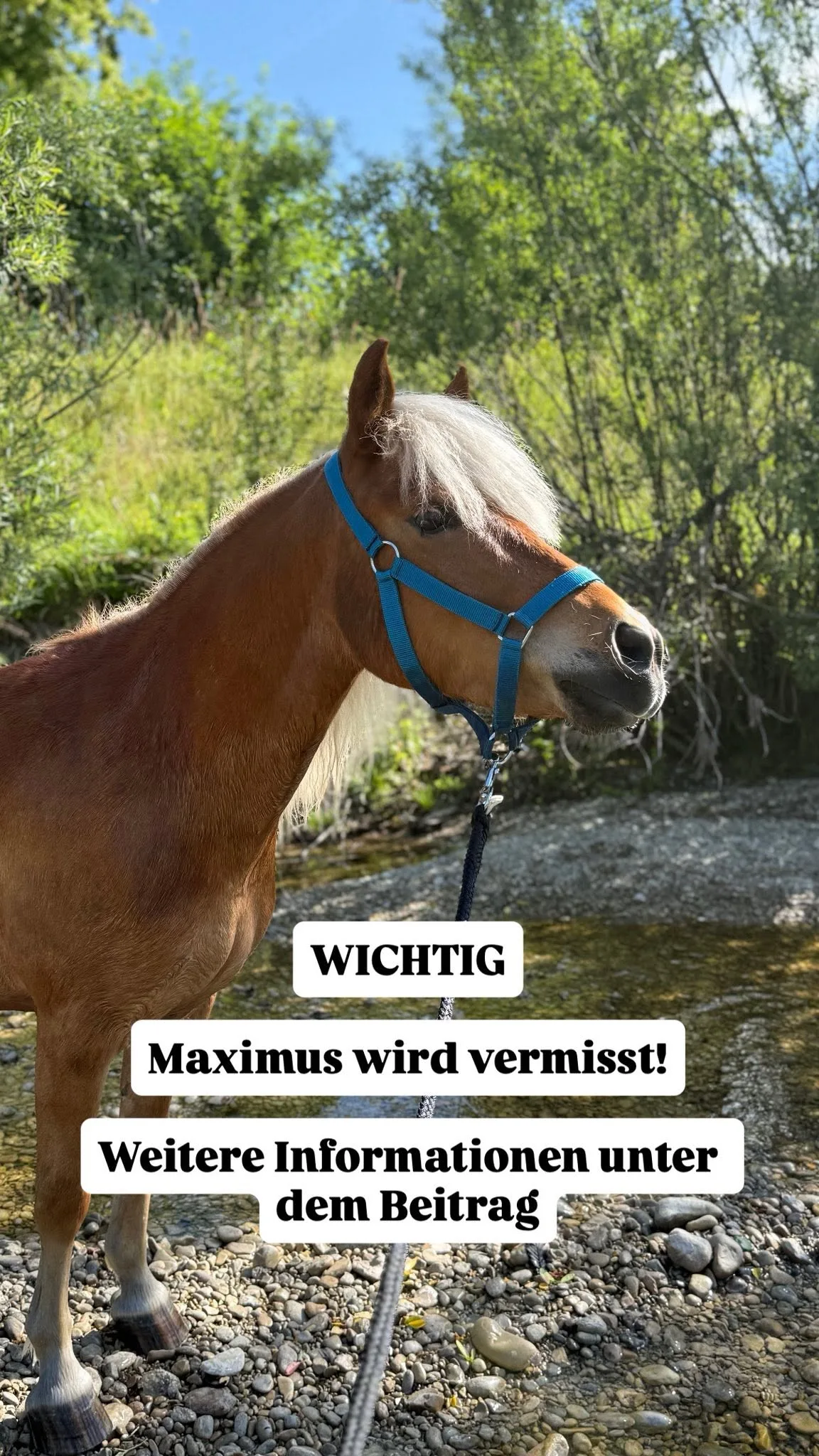 31346990-2 Pony Maximus hielt seine Besitzerin ganz schön auf Trab.