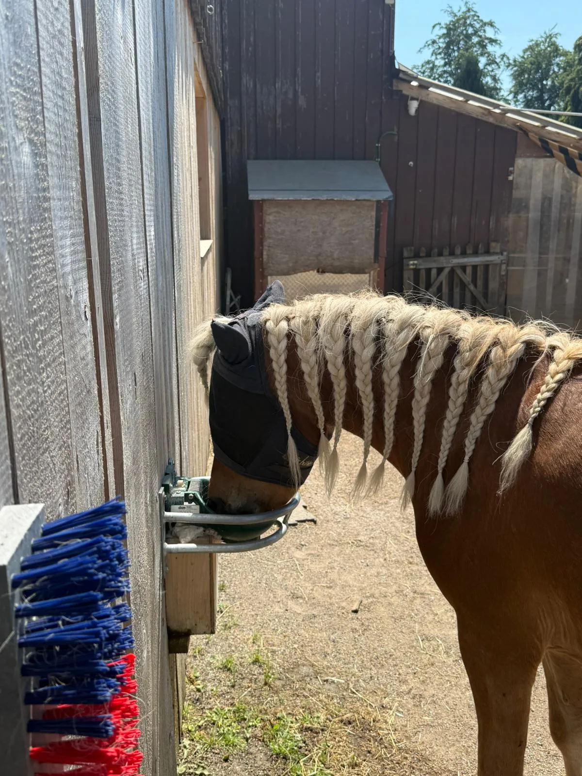 Man sieht ein Pony, das an der Tränke seinen Durst stillt.