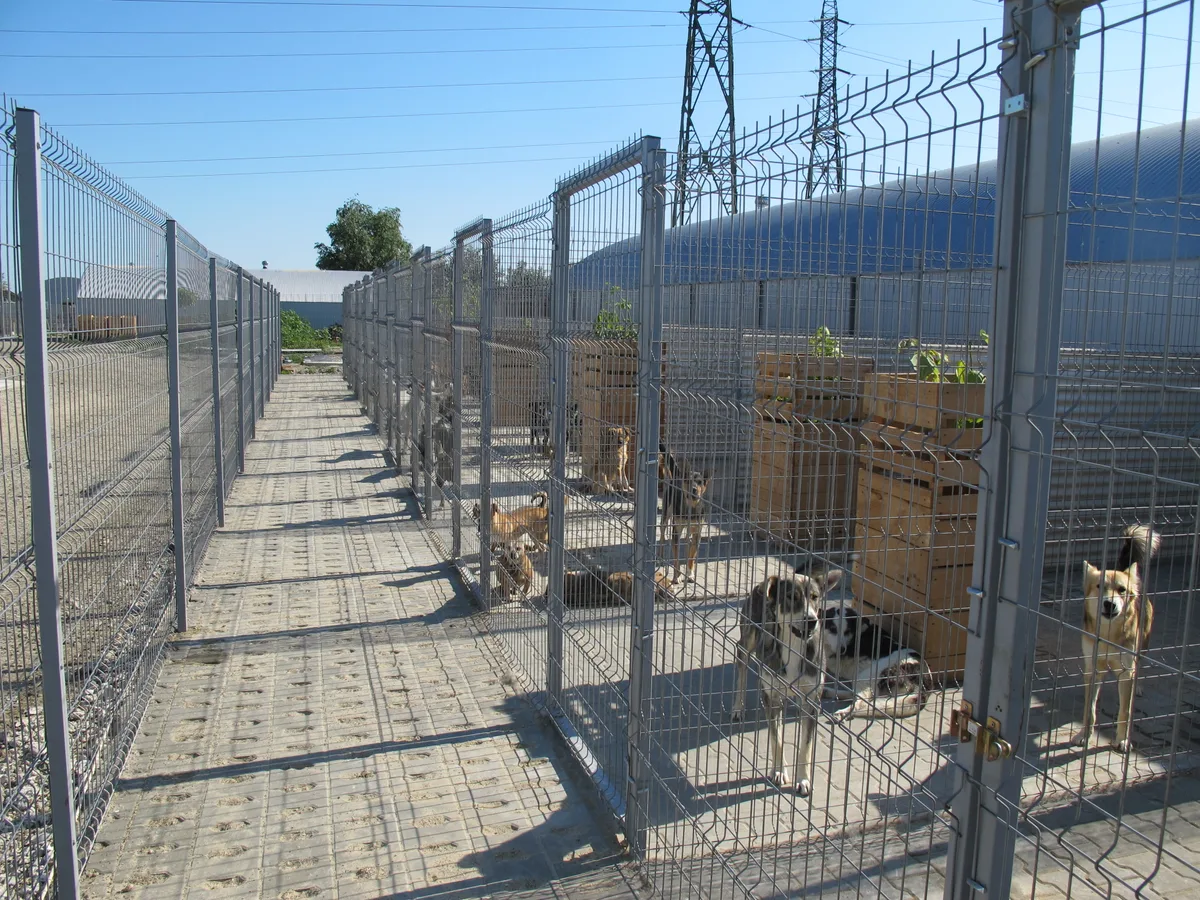 Ausläufe eines Tierheims.