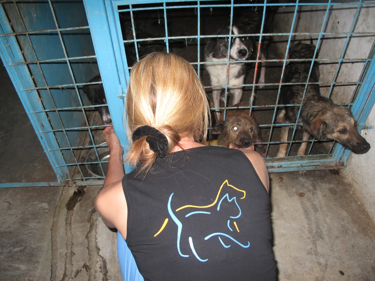 Blick in ein altes Tierheim in Rumänien.