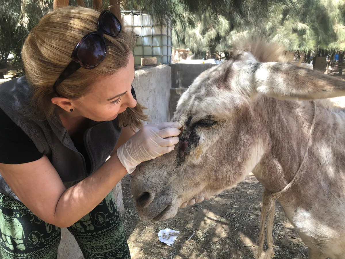 Eine Frau pflegt einen Esel.