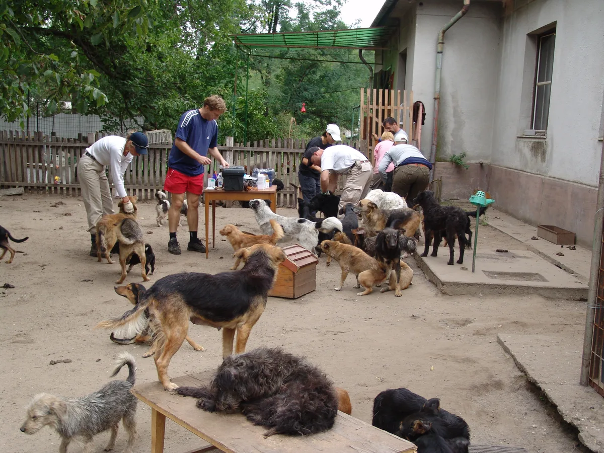 Man sieht den Aussenbereich eines Tierheims.