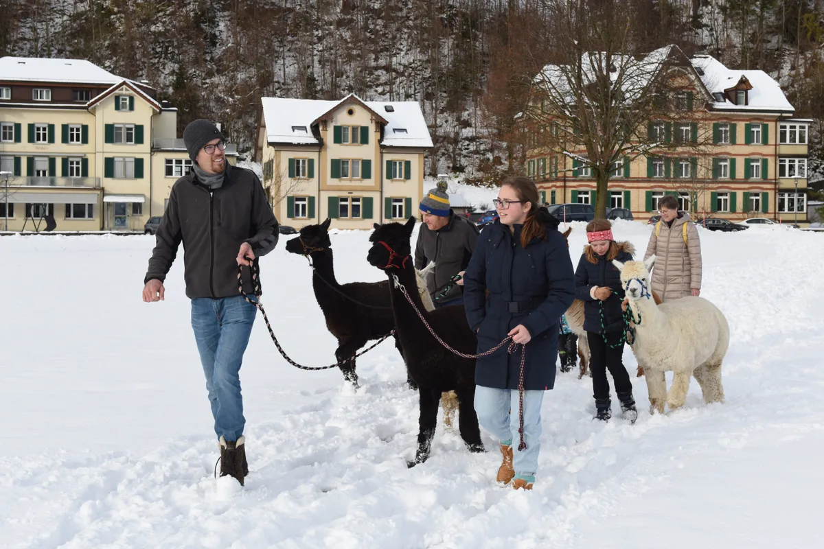 In der Kapelle Rämismühle fand am Sa der Basar mit Alpaka spaziergang statt.