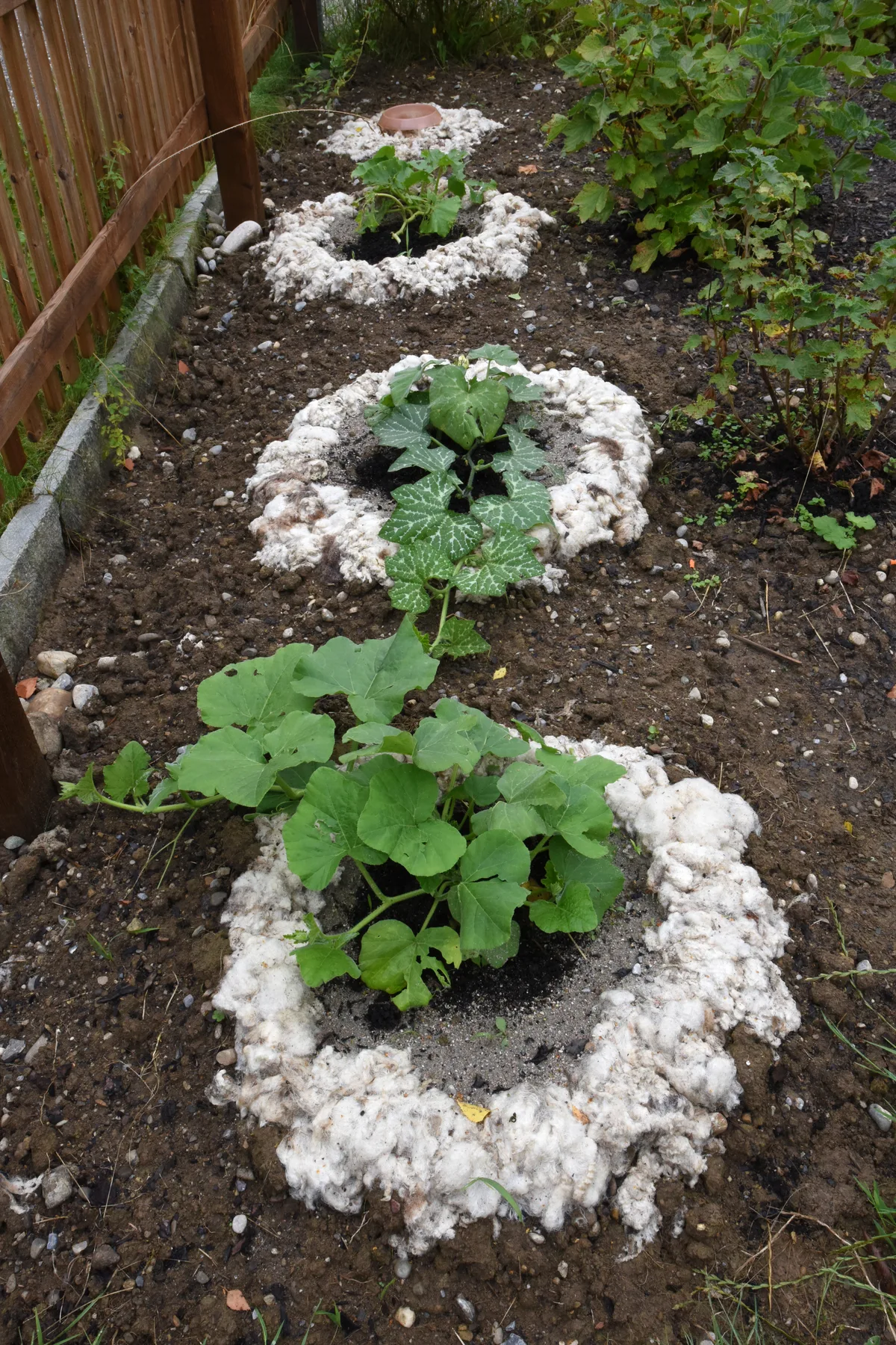 Gemeinsame Gartenarbeit in Turbenthal am Samstag, 13. Juli 2024.
