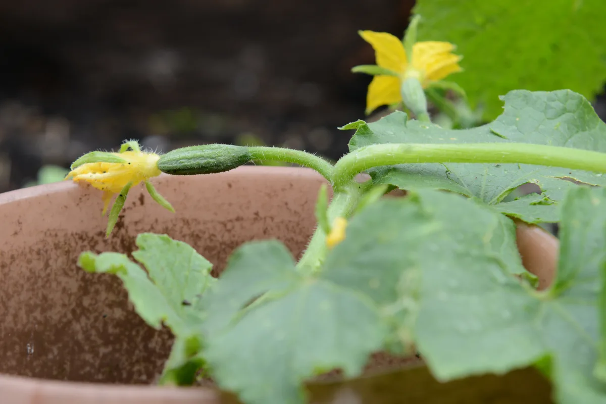Gemeinsame Gartenarbeit in Turbenthal am Samstag, 13. Juli 2024.