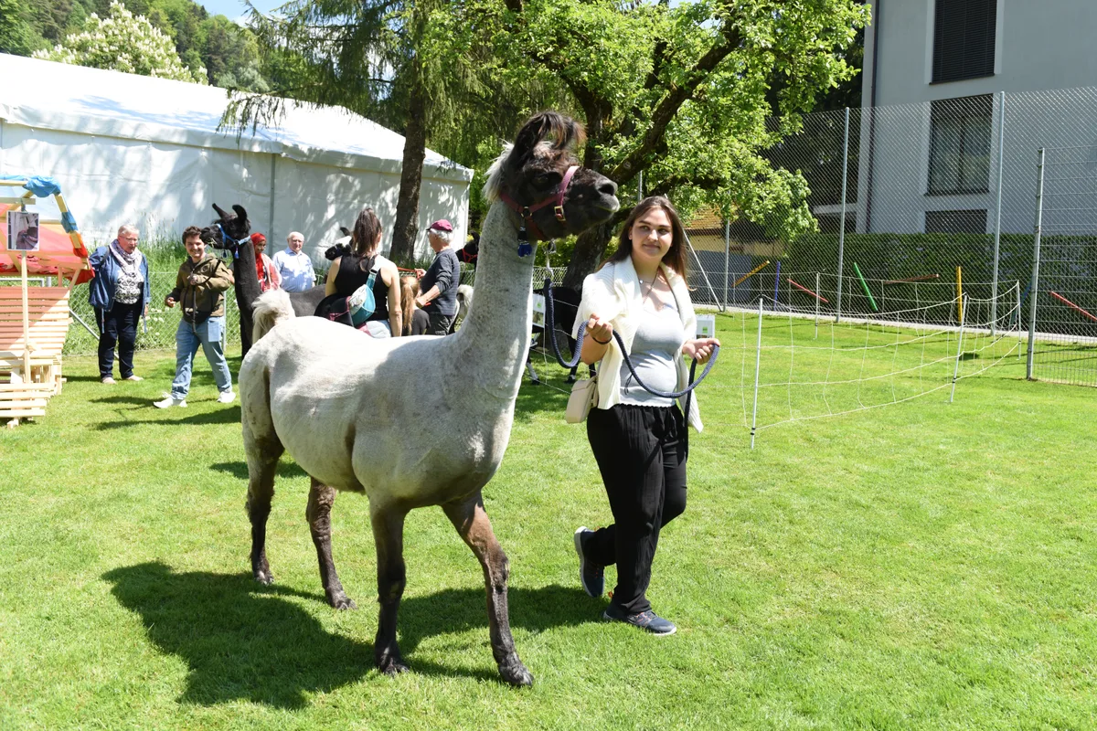 Wer wollte, konnte mit einem Alpaka spazieren gehen. 50 Jahre Jubiläum der HPSTurbenthal Fest an der Heilpädagogischen Schule am Sa 10.05.2025