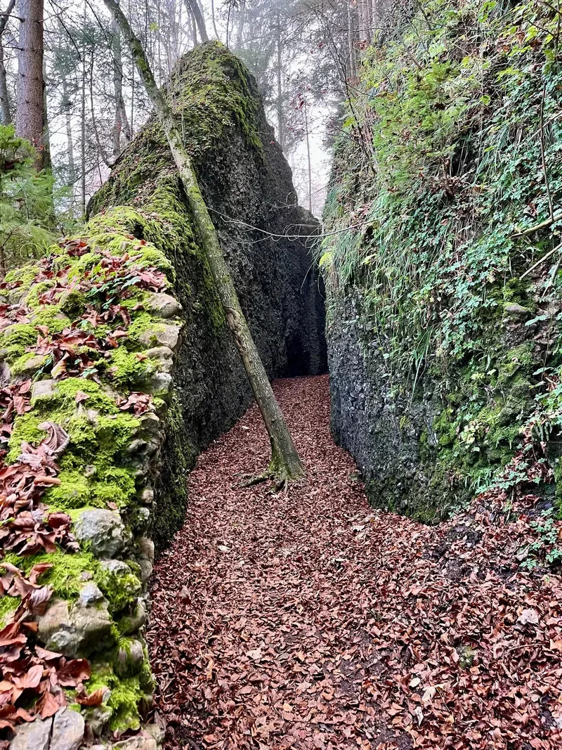 Man sieht einen Baum in der Mitte von einem Weg.