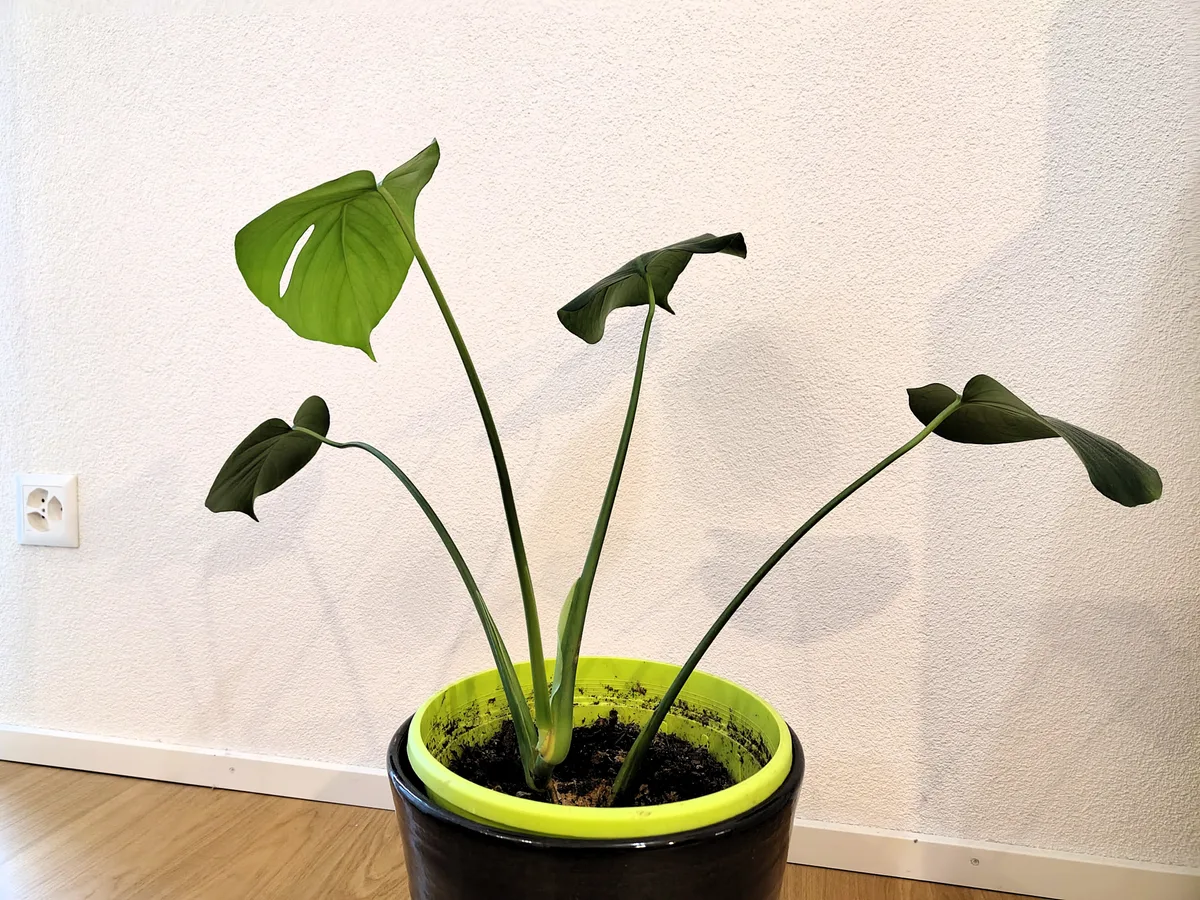 Chloe gedeiht eigentlich prächtig. Doch es droht Ungemach. Chloe gedeiht eigentlich prächtig. Doch es droht Ungemach.