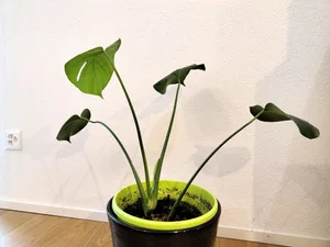 Chloe gedeiht eigentlich prächtig. Doch es droht Ungemach. Chloe gedeiht eigentlich prächtig. Doch es droht Ungemach.