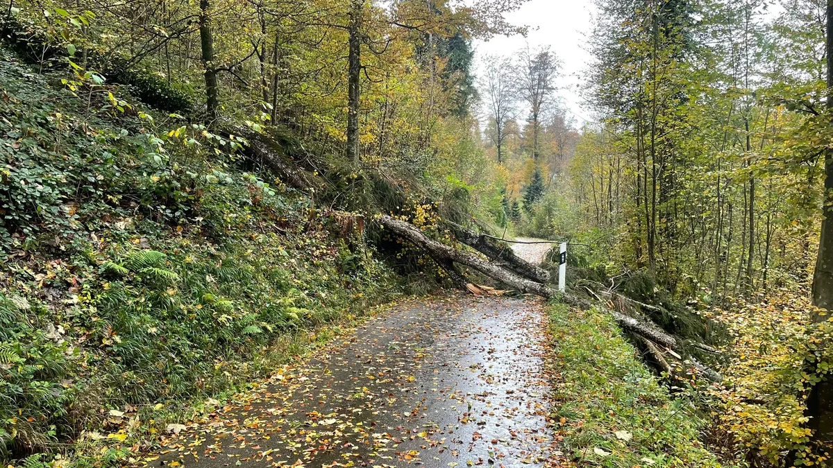 Die Mühlestrasse nach Nussberg wurde von einem umgefallenen Baum blockiert.