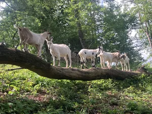 28383023-10 Geissen im Wald – hier bei einem Projekt im Kanton Aargau – sind eigentlich verboten. Im Tösstal kommen Burengeissen zum Einsatz.