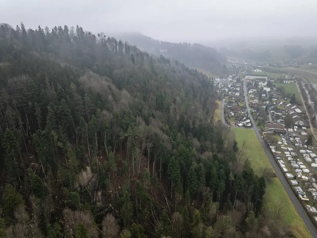 Man sieht einen Wald von oben.