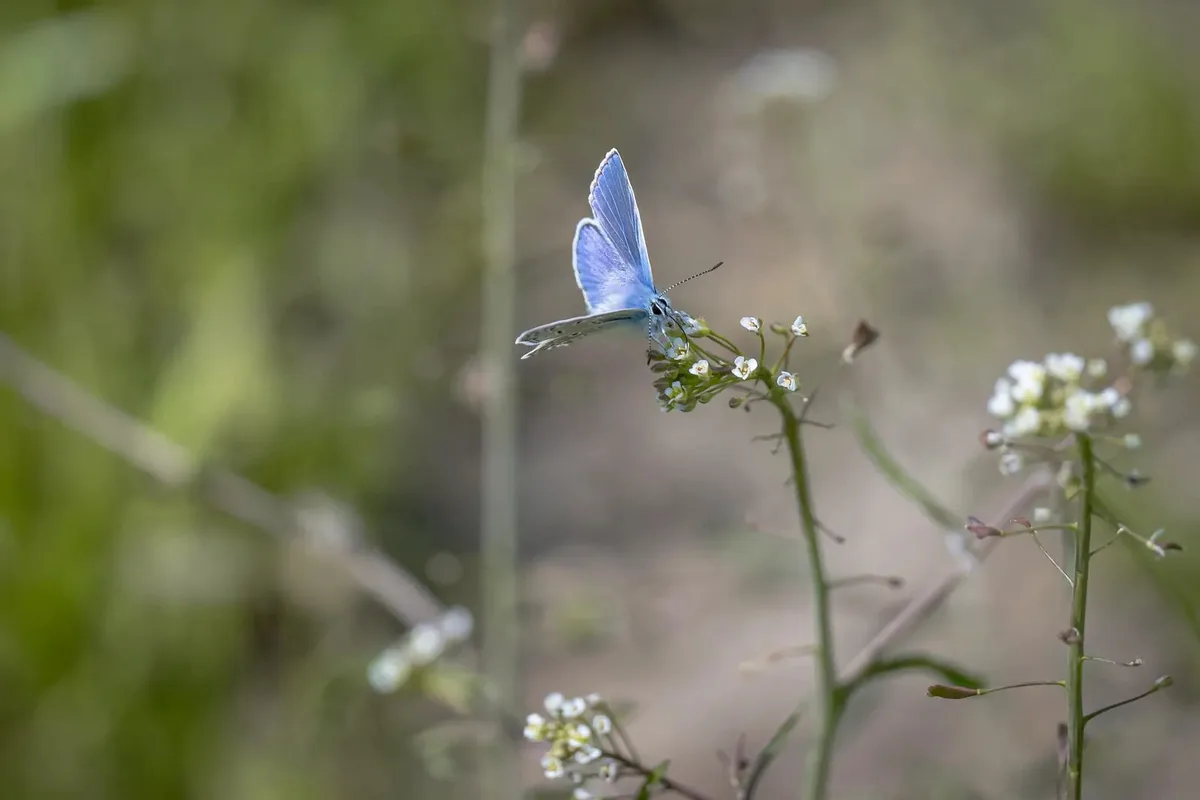 Man sieht einen Schmetterling auf einer Blume.