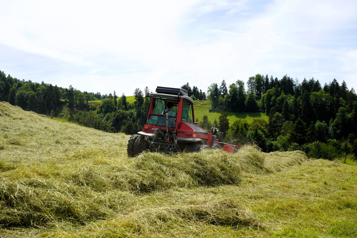 Man sieht einen Traktor, der getrocknetes Gras zu Häufchen macht.