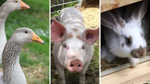 25705568-1 Bei diesem Anblick verfliegt jede Traurigkeit: Diese tierischen Freunde gab es an der Jungtierschau zu beobachten.
