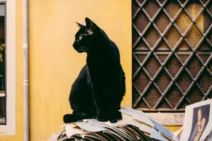 Symbolbild eines Blackie. Symbolbild eines Blackie.