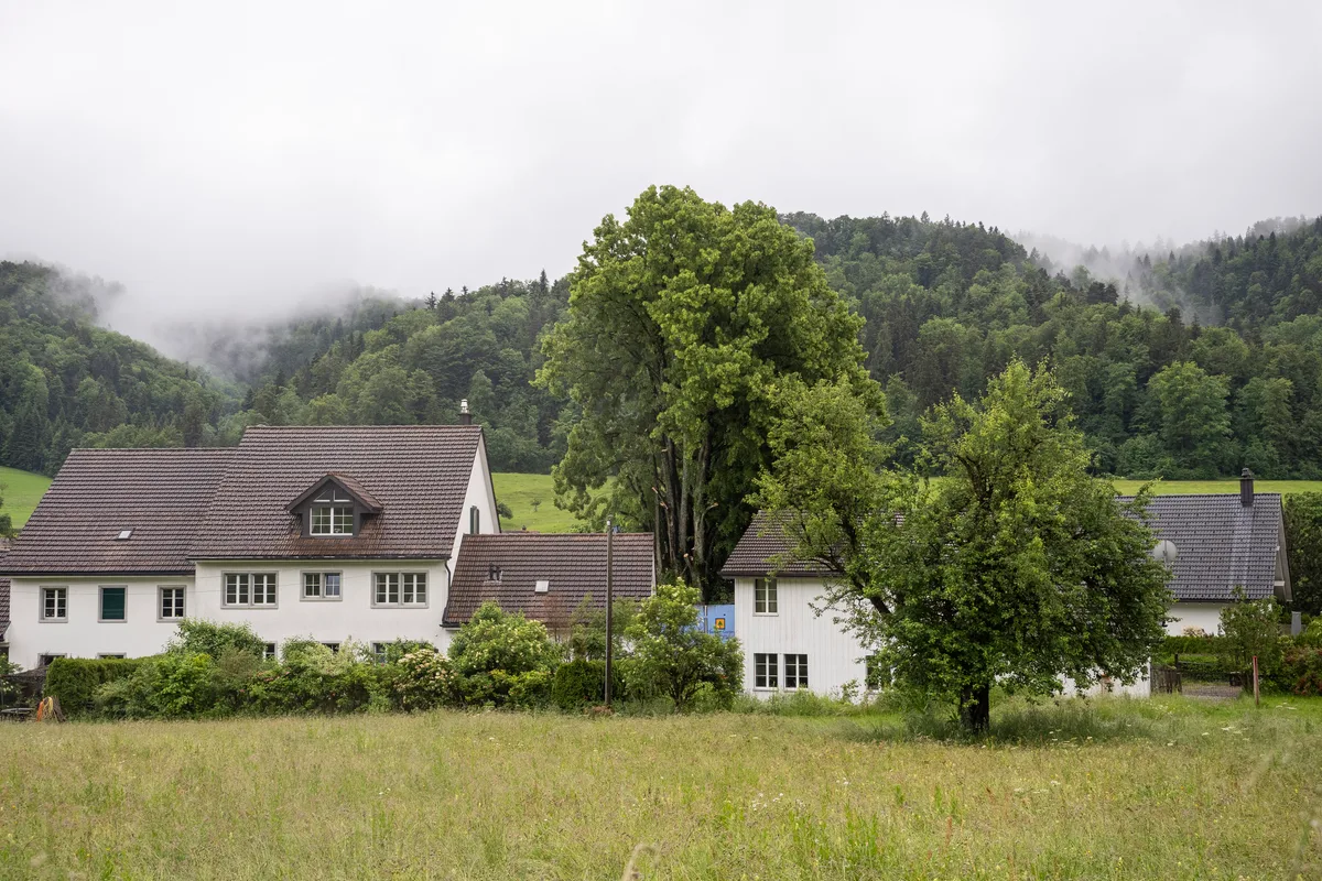 Man sieht Häuser, dazwischen steht ein mächtiger Baum.