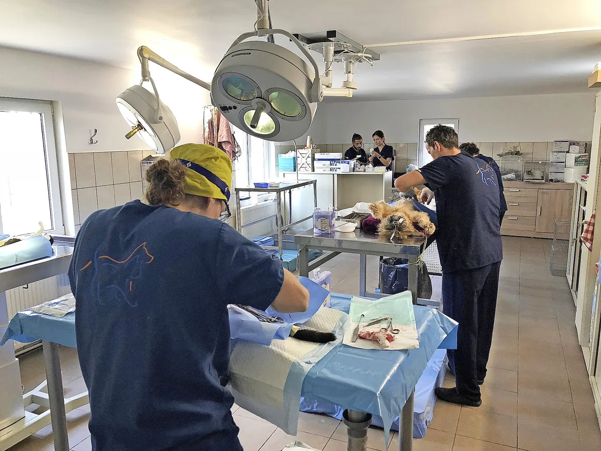 Blick in einen Operationssaal in einem Tierwaisenhospital.