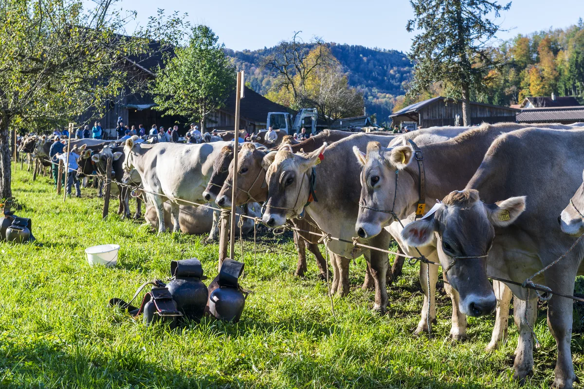 Fein säuberlich aufgereiht warten die Kühe auf ihre Beurteilung. Braune Kühe stehen auf einer Wiese in einer Reihe.