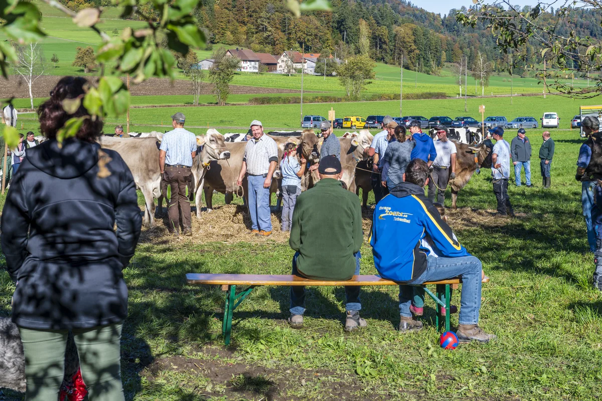 Sieben Züchter aus umliegenden Höfen zeigten ihre Tiere in Neubrunn. Besucher der Viehschau blicken zu den Züchtern mit ihren Kühen im Hintergrund.
