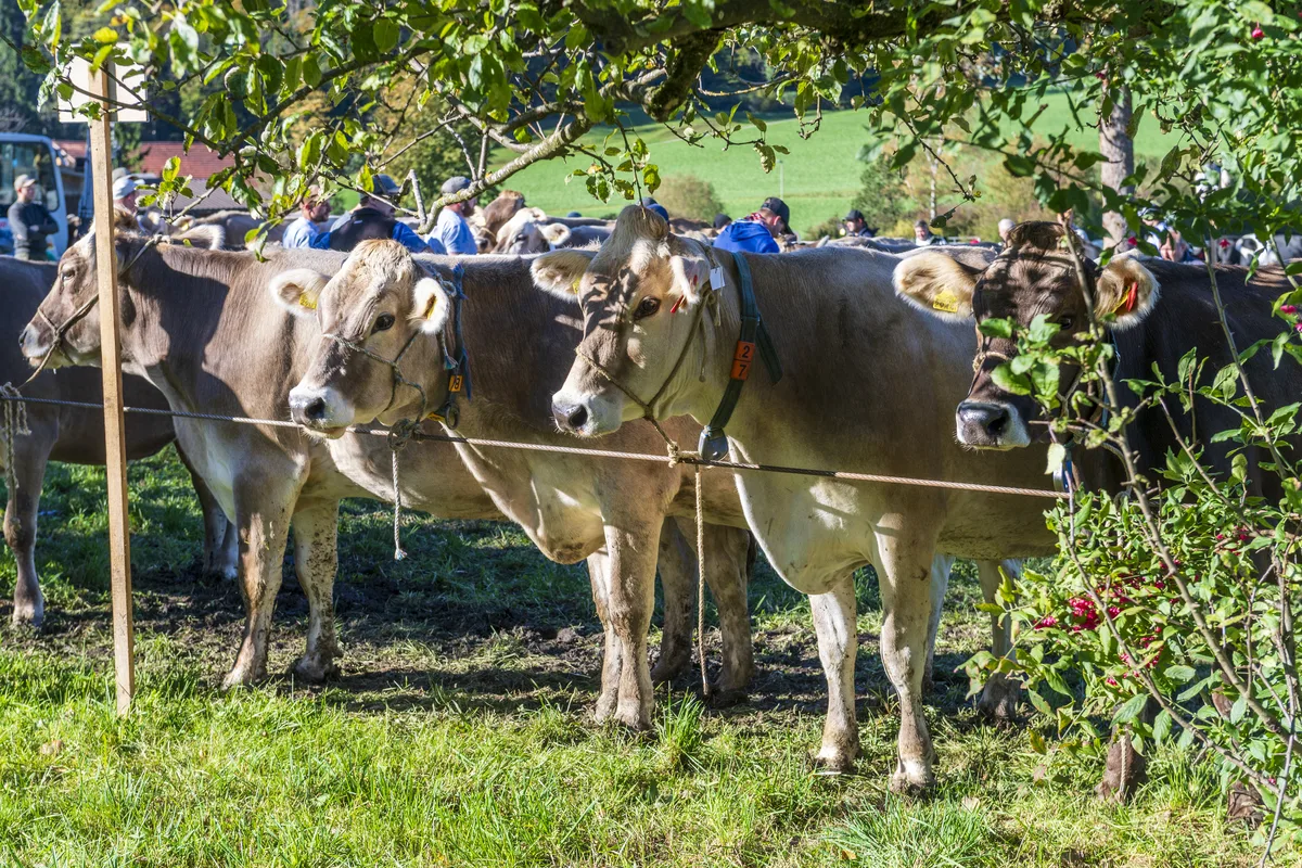Geduldig wartet das Braunvieh. Wer beobachtet hier wen? Vier Kühe stehen wartend auf einer Wiese.