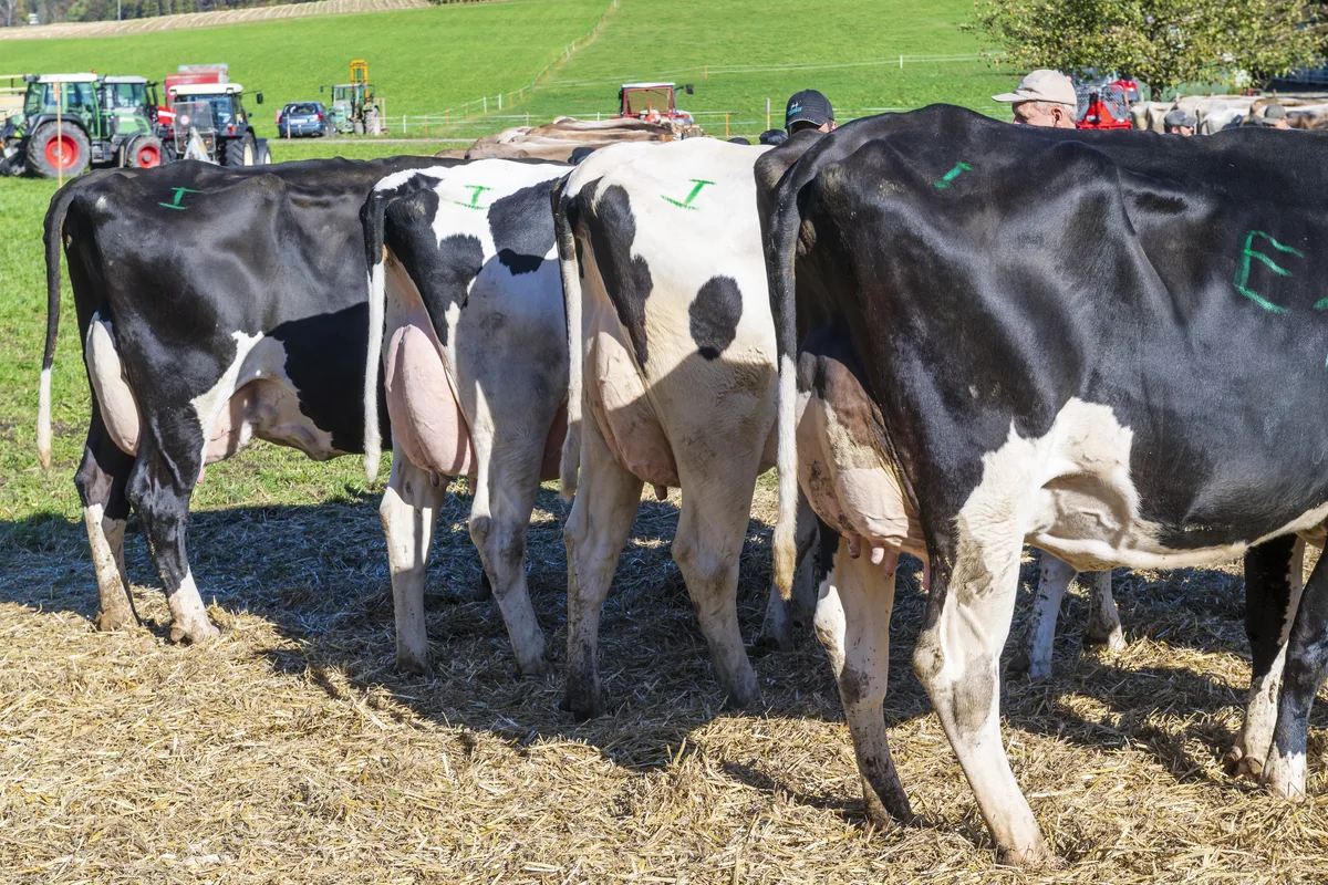 Codierte Kühe – könnte man meinen. Je mehr solcher Bezeichnungen ein Züchter im Stall hat, desto grösser ist der Zuchterfolg. Vier Kühe mit grünen Markierungen auf dem Rücken sind von hinten zu sehen.