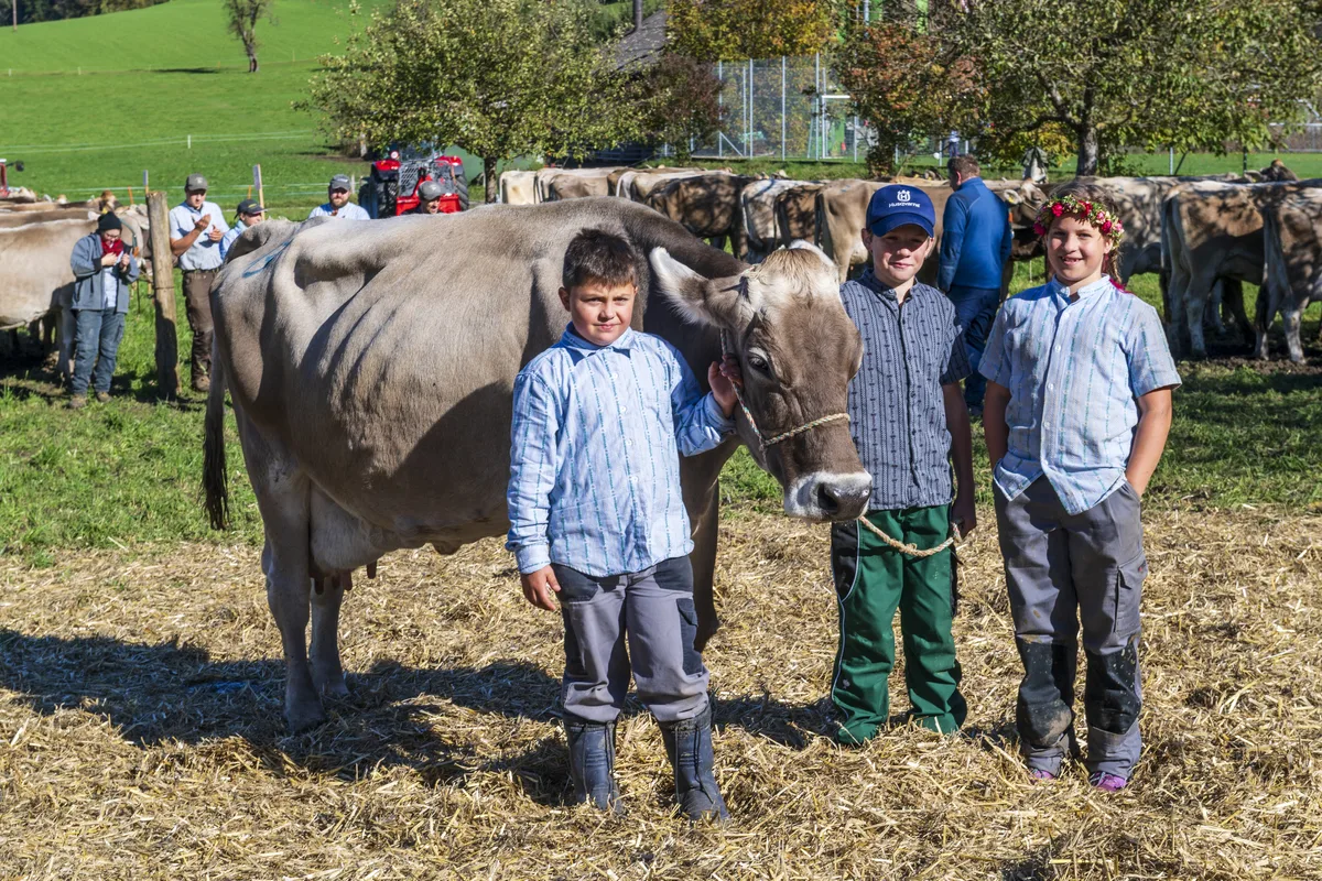 Die Viehschau in Neubrunn war eine Leistungsschau, vergleichbar mit dem Spitzensport.