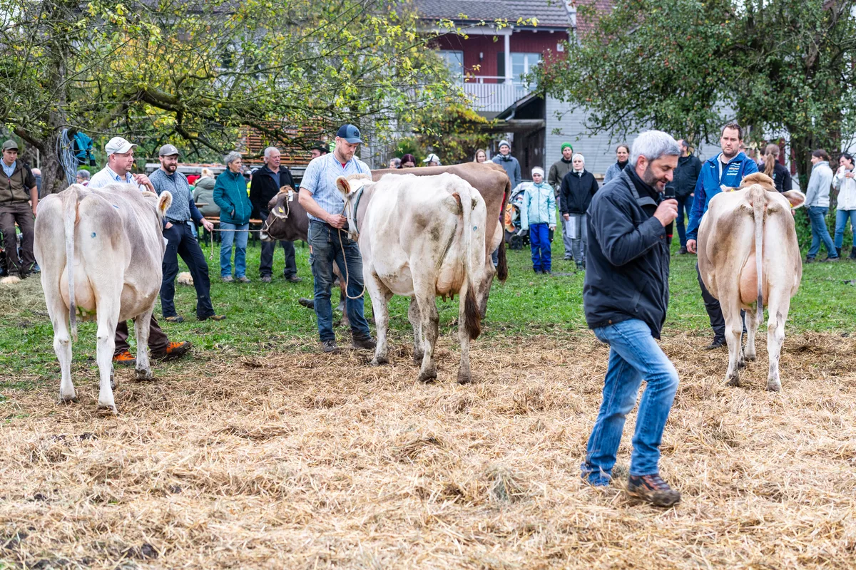 In der Kategorie «Schöneuter jung» reicht es für Bieris Kuh auf den 2. Platz. Roman Auer erklärt seine Bewertung. Gute Zuchterfolge an der Viehschau in Neubrunn.