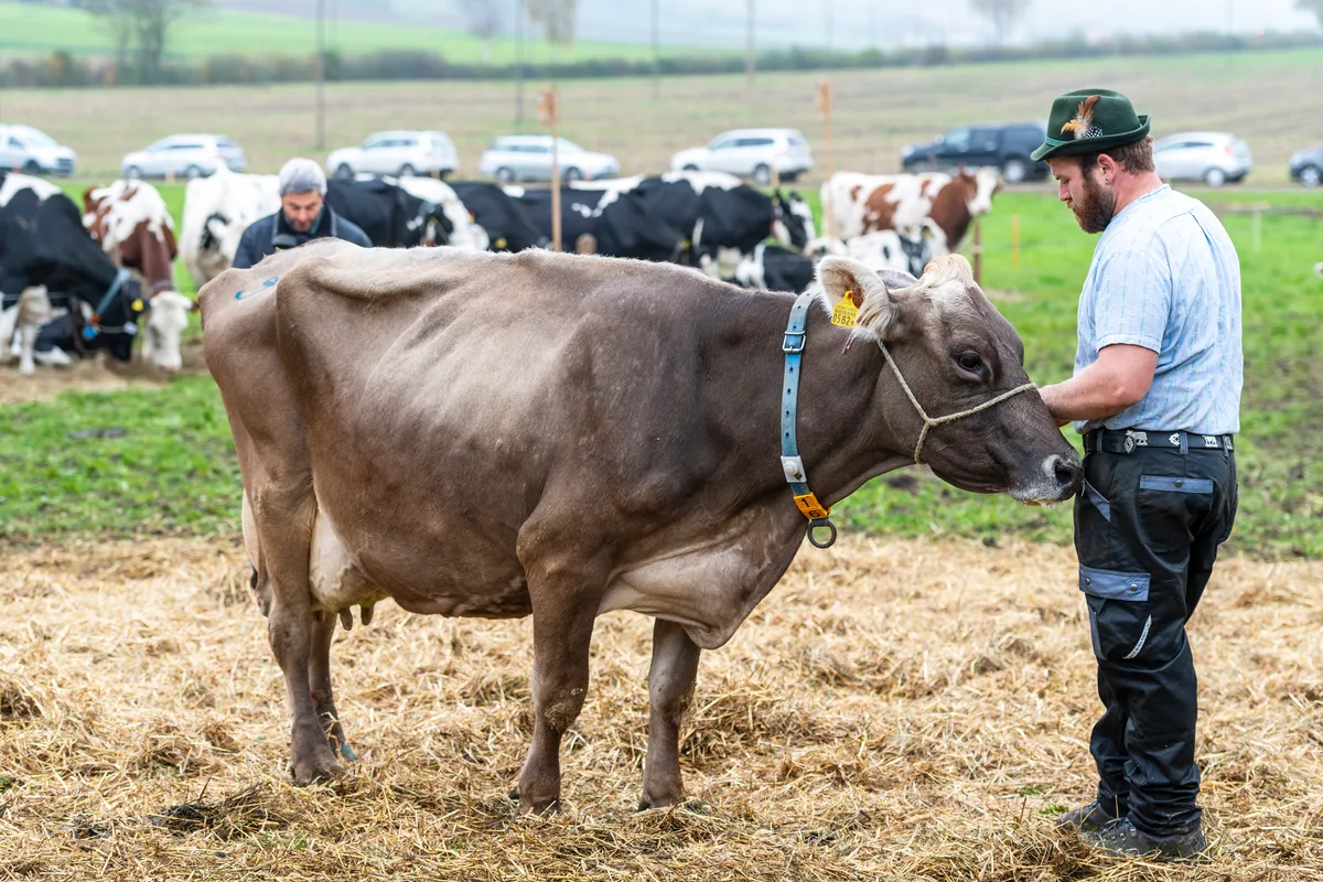 Schwinger Roman Schnurrenberger präsentiert die bald 14-jährige Elia aus Bieris Stall. Sie wird für ihre Lebensleistung von 78'449 Litern Milch ausgezeichnet. Gute Zuchterfolge an der Viehschau in Neubrunn.