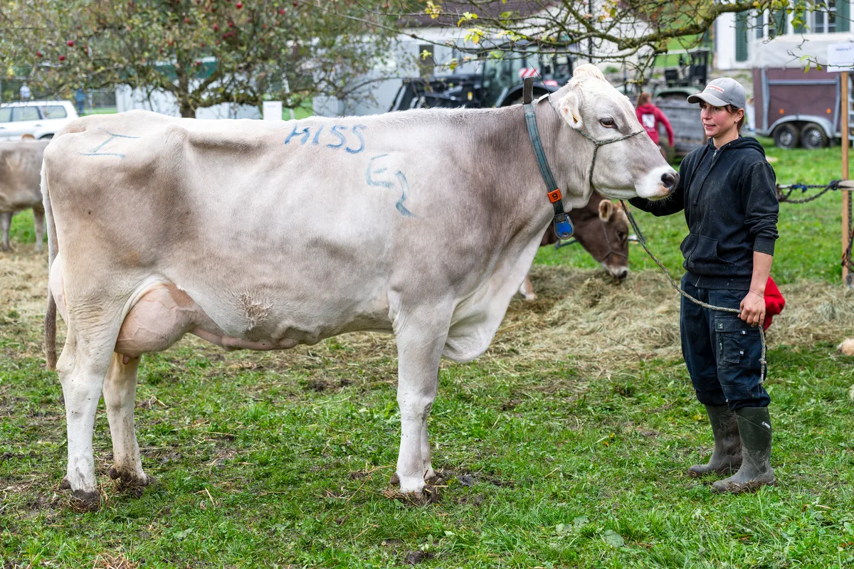 Die eindrückliche Lely von Jolanda Schweizer hat den Experten am meisten überzeugt und wurde zur Miss Neubrunn erkoren. Gute Zuchterfolge an der Viehschau in Neubrunn.