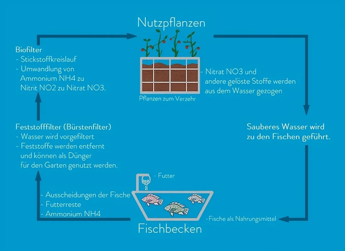 So funktioniert Aquaponik. Man sieht den Kreislauf eines Aquaponik-Kreislaufs.