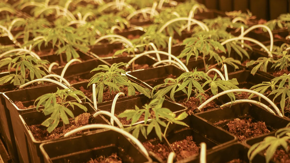 Man sieht CBD-Hanfpflanzen in quadratischen Töpfen mit weissen Bewässerungsschläuchen in der Erde.