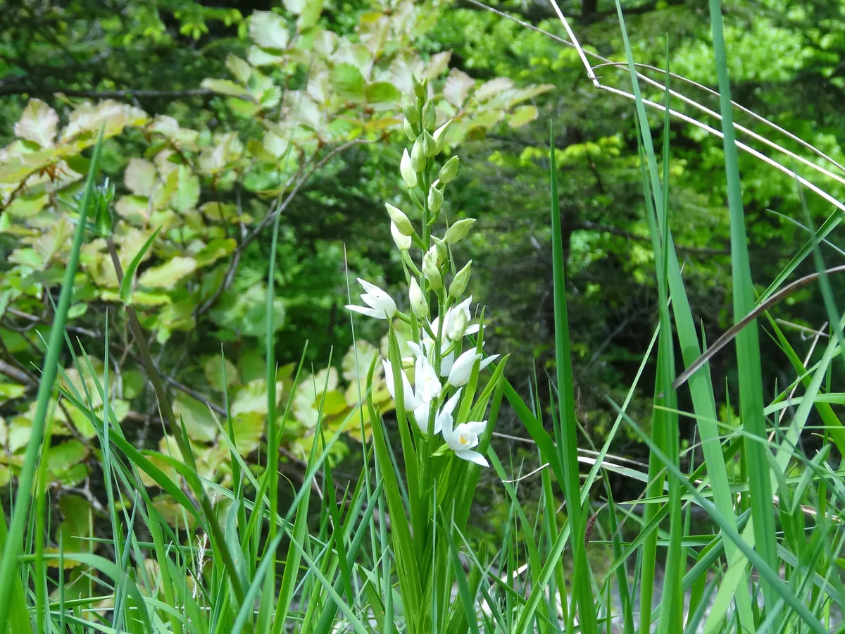 Im Botanischen Garten in Grüningen kann man zusehen, wie Fleischfressende Pflanzen agieren. Blumen in einem Feld von Grashalmen umgeben.