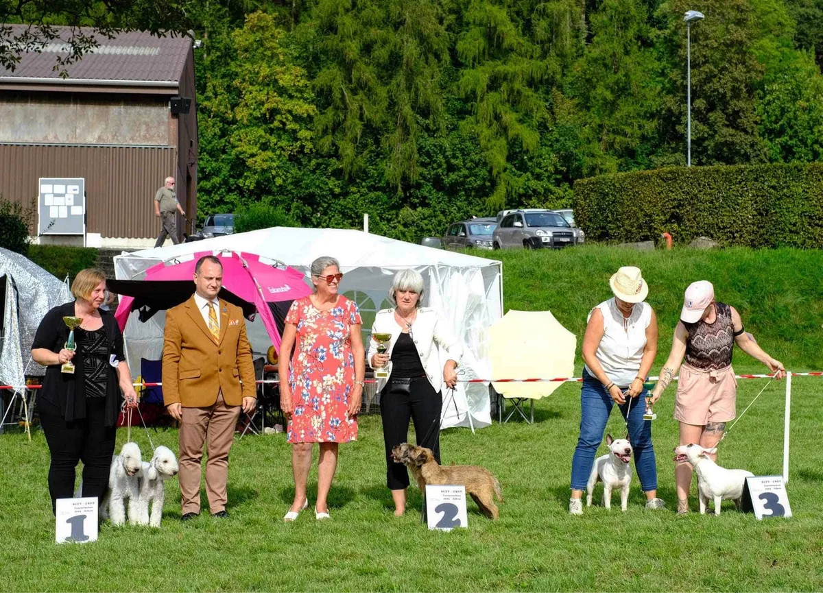 Man sieht Menschen mit Hunden, die auf einem Rasen stehen.