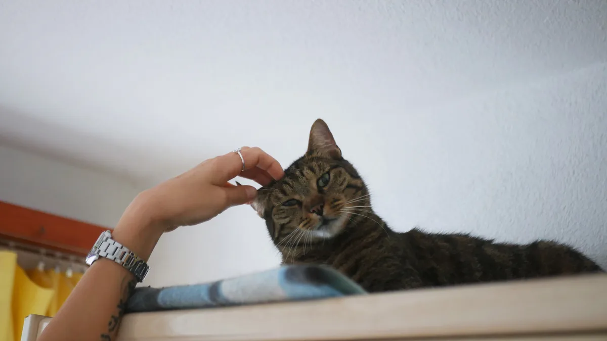Man sieht eine Katze, deren Kopf von der Hand einer Frau gestreichelt wird.
