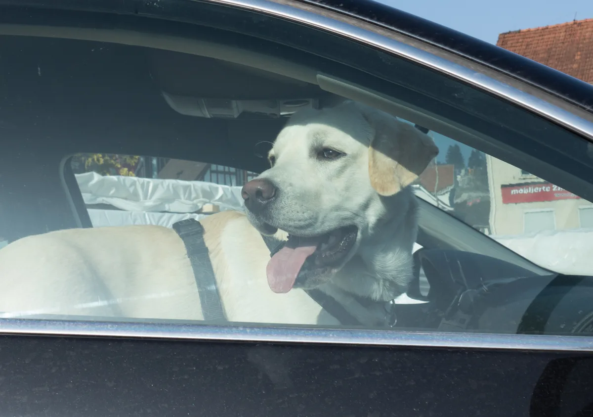 Ein Tier im heissen Auto zurückzulassen, gilt als Tierquälerei. Man sieht einen weissen Hund in einem Auto.