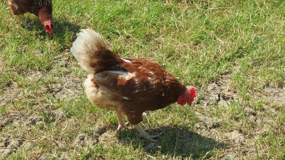 Huhn im Gras