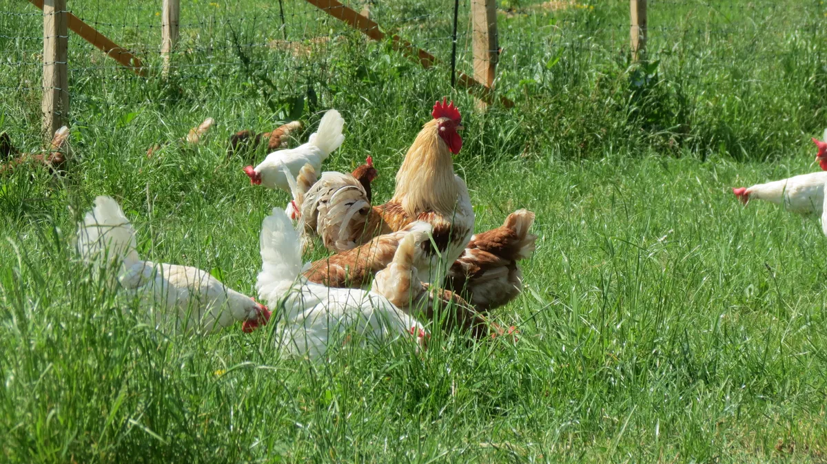 Glückliche Hühner