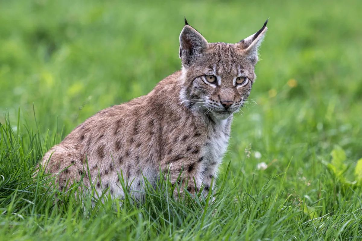 Man sieht einen Luchs, der im Gras sitzt.
