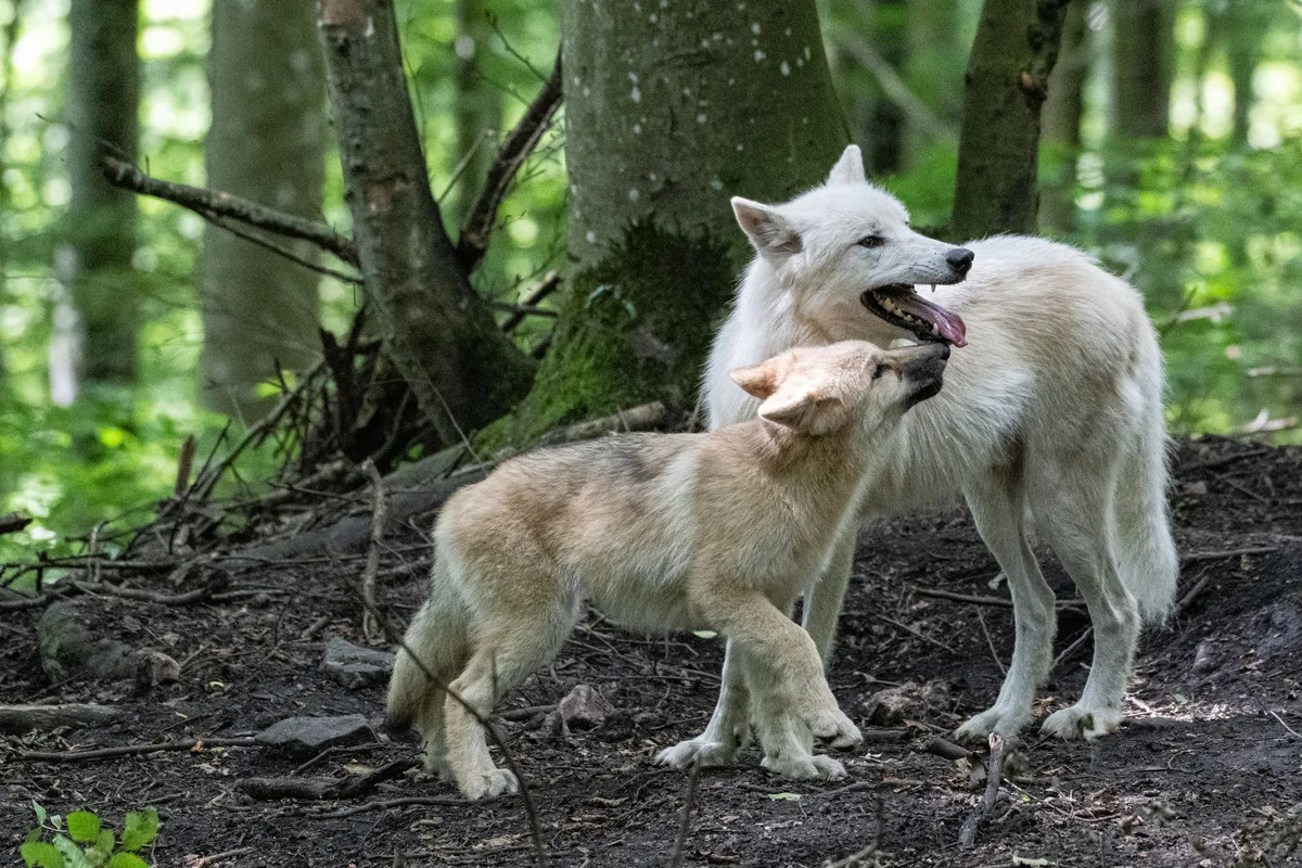 Man sieht zwei Polarwölfe in einem Wald
